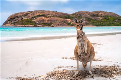 Känguru Familie in der Lucky Bay